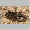 Pompilus cinereus - Wegwespe w54e Wolfsspinne - Sandgrube OS-Wallenhorst.jpg